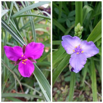 Tradescantia záhradná - Obrázok č. 1