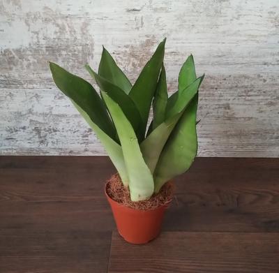 Sansevieria trifasciata "Moonshine" - Obrázok č. 1