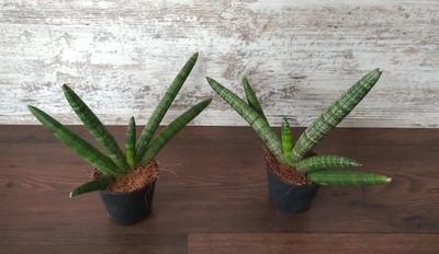 Sansevieria cylindrica "Boncel" - Obrázok č. 1