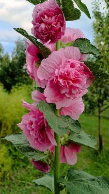 Topoľovka ružová Chaters - Alcea rosea - Obrázok č. 1