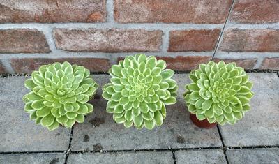 Aeonium tabuliforme "Variegata" - Obrázok č. 1