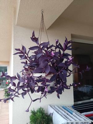 Tradescantia purple hearts - Obrázok č. 1