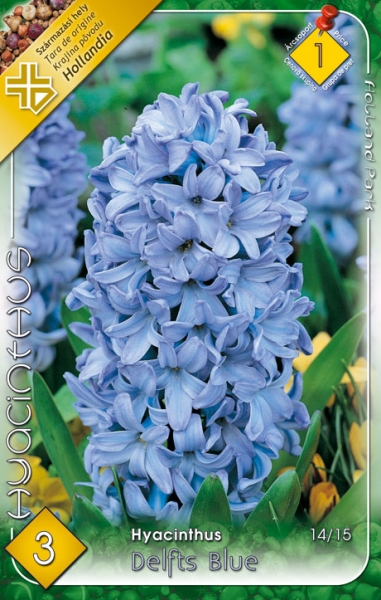 Hyacinty - cibuľky - Obrázok č. 1