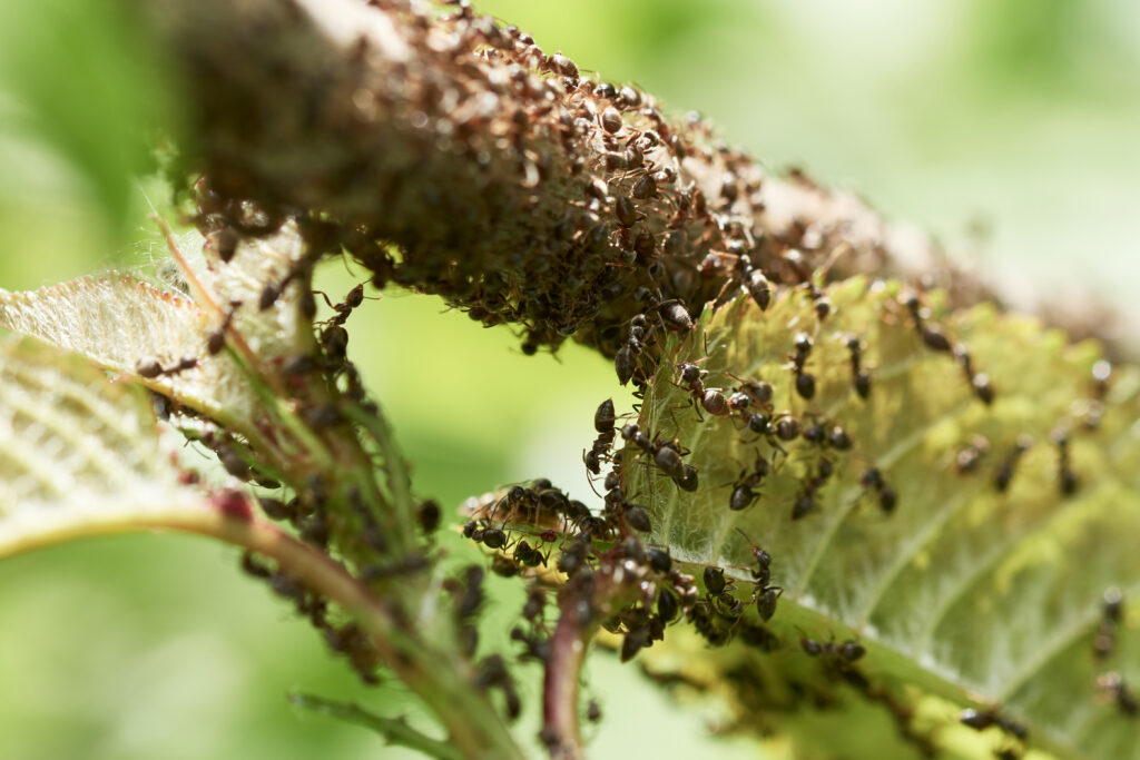 Ako mravce poškodzujú záhradu?