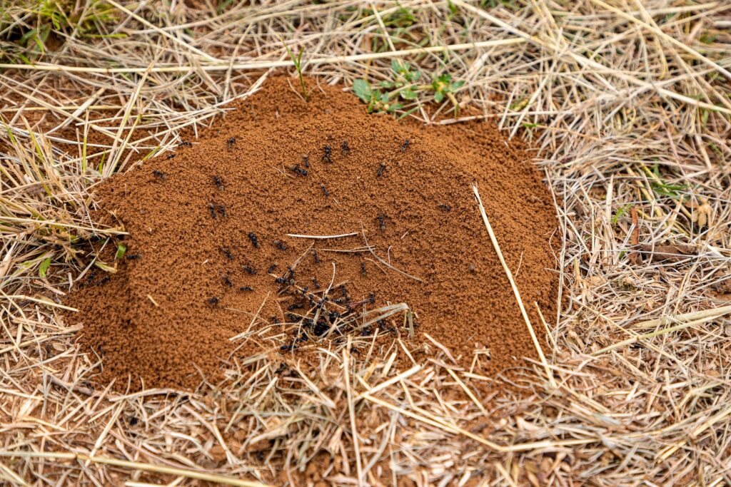 Tipy, ako sa zbaviť mravcov v trávniku
