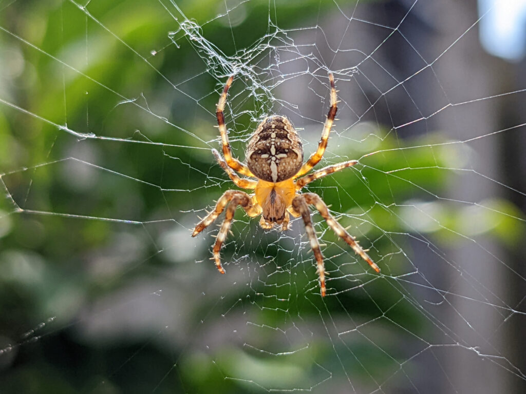 Križiak obyčajný (Araneus diadematus)