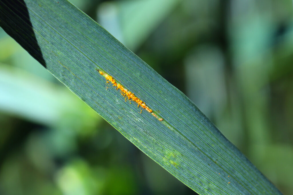 hrdza trávová (Puccinia graminis) alebo hrdza korunková (Puccinia coronata Corda)