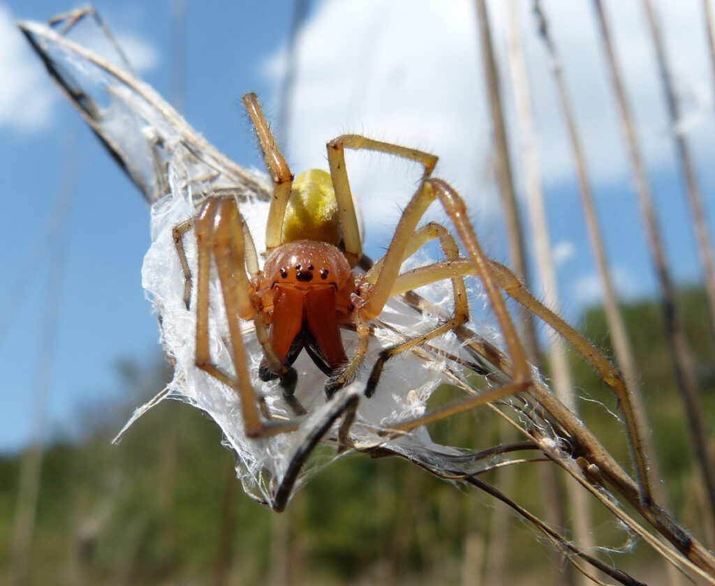 Pradiarka pestrá (Cheiracanthium punctorium) 