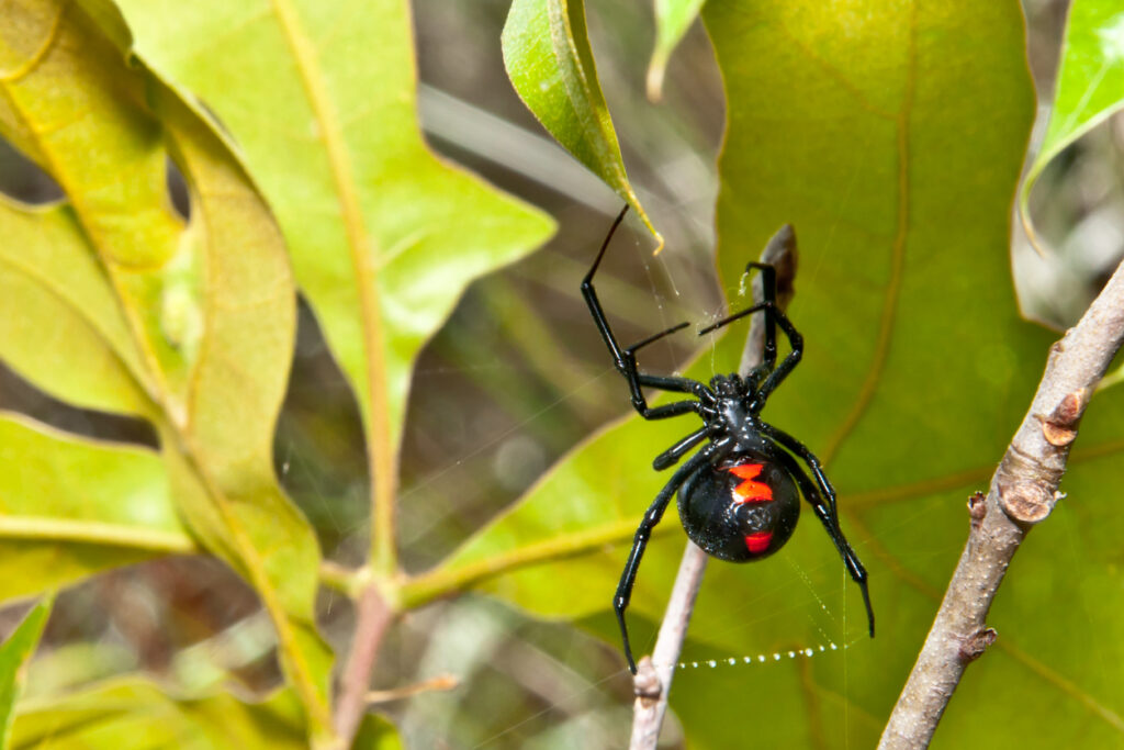 Snovačka jedovatá (Latrodectus mactans)