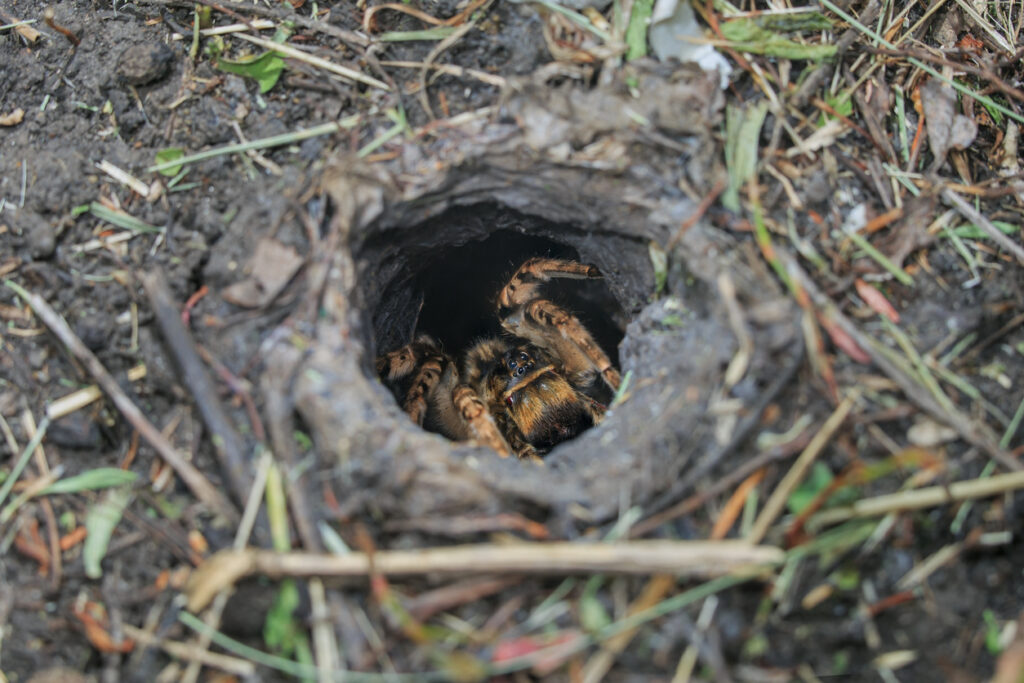 Strehúň škrvnitý (Lycosa singoriensis) 