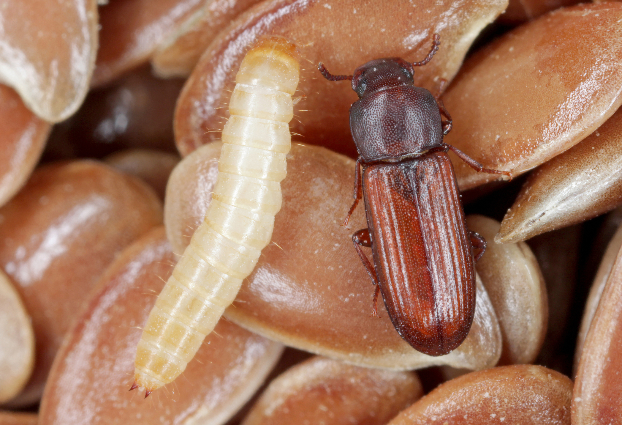 potemník skladový, larva, dospelý jedinec