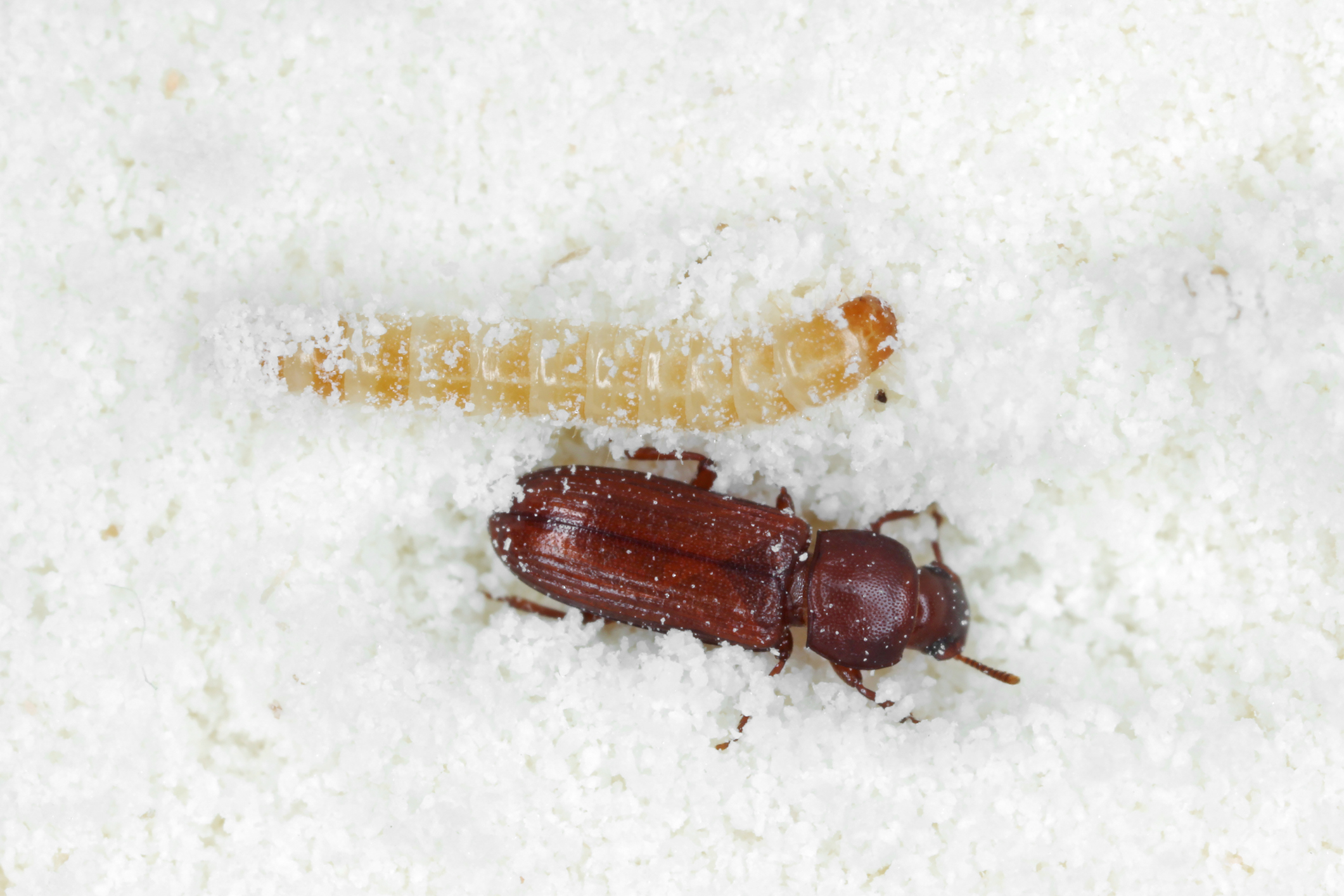 ako sa zbaviť potemníka skladového, chrobák, larva