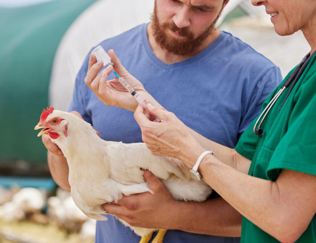 ako sa lieči kokcidióza, sliepka u veterinára